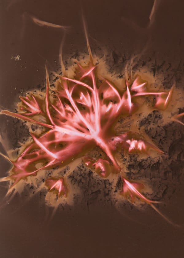 Tilyen Mucik, Detajl divjega korenja / Queen Anne's Lace Detail, 2023