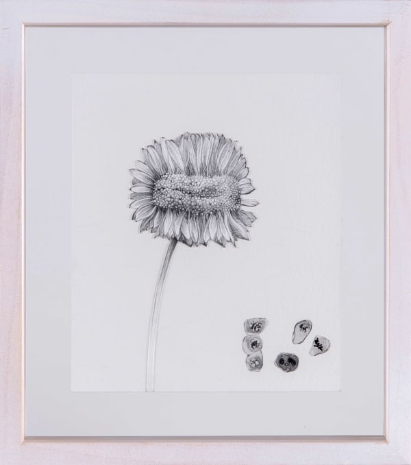 Burcu Yağcıoğlu, Acaibu'l Herbarium 2, 2019