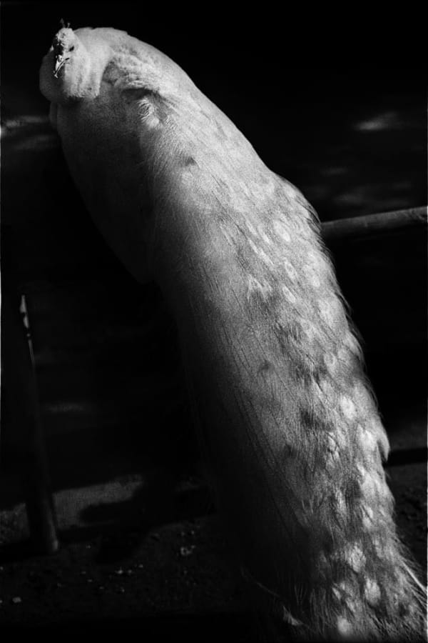 Yusuf Sevinçli, Oculus 014, 2016