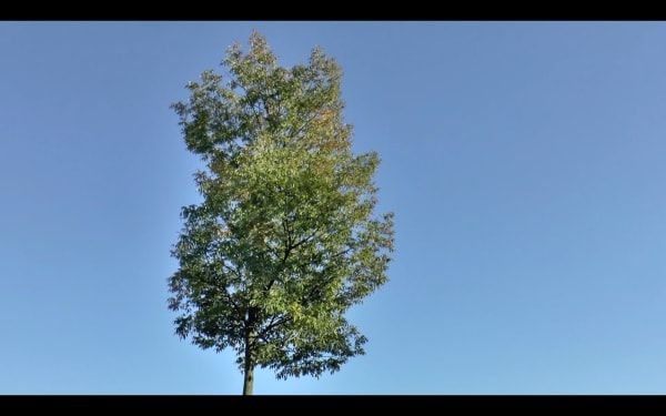 Defne Tesal, The Master Acts Without Doing Anything, 2019