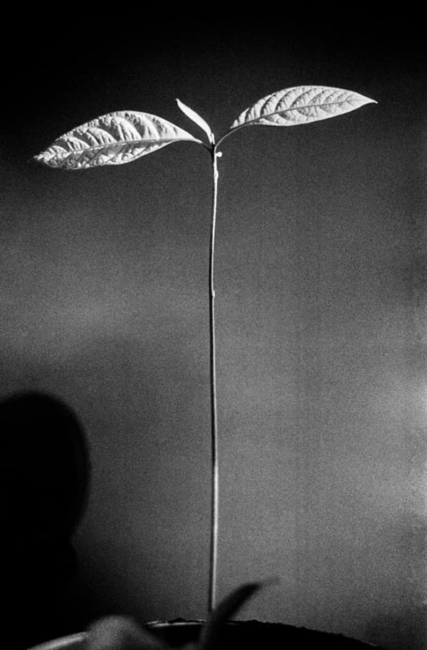 Yusuf Sevinçli, Oculus 028, 2012