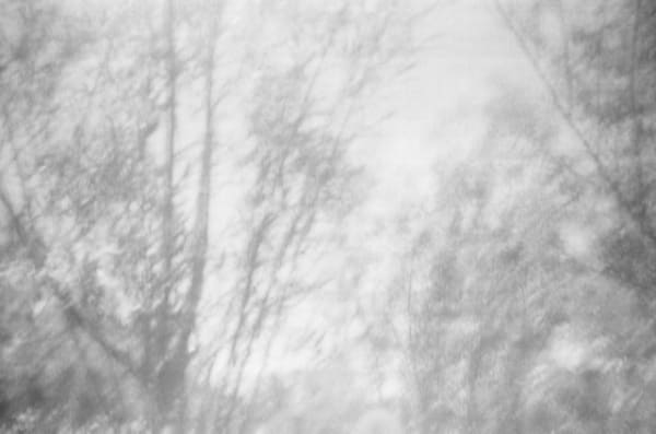 Annika Thörn Legzdins, Salix Alba II, 2017