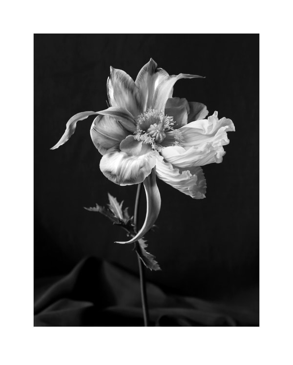 Brandy Kraft, Tulipaver Arcus