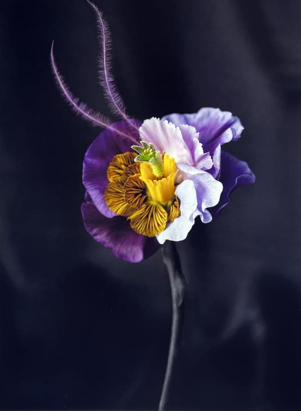 Brandy Kraft, The Purple One