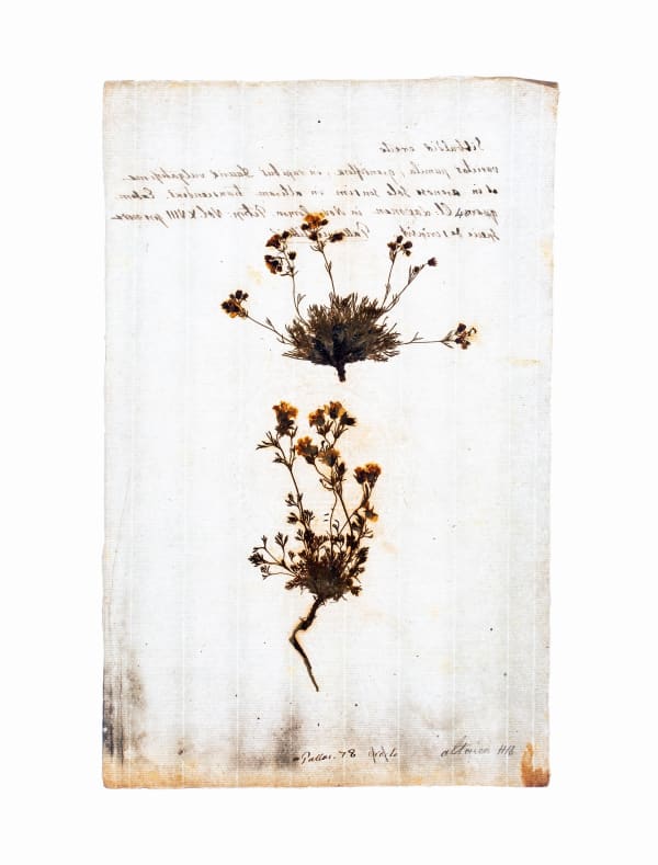 LENA GRANEFELT, Sibbaldia, 2023