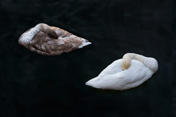 CHARLOTTE FRÖLING, The Swan No. 3, 2022