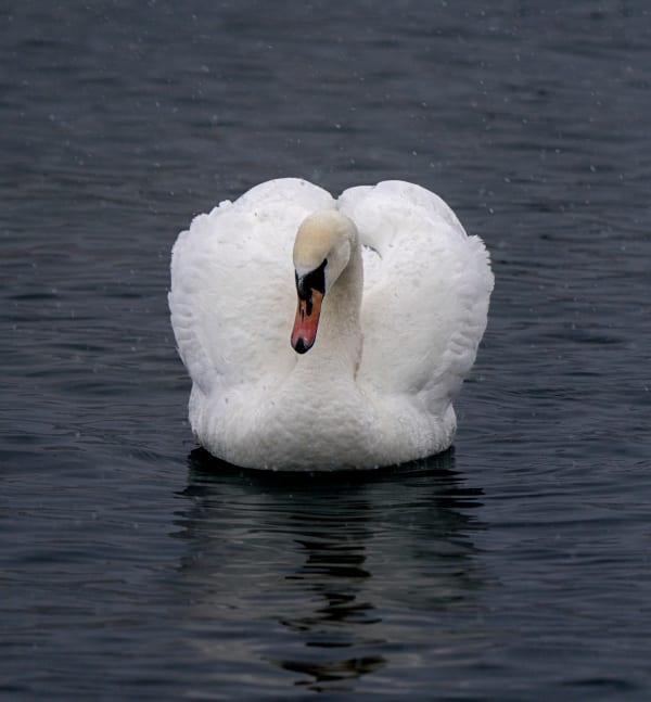 CHARLOTTE FRÖLING, The Swan No. 8, 2022