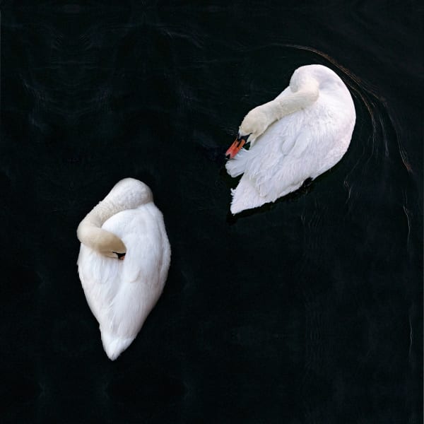 CHARLOTTE FRÖLING, The Swan No. 6, 2022