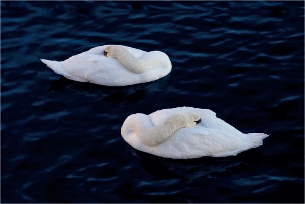 CHARLOTTE FRÖLING, The Swan No. 2, 2022