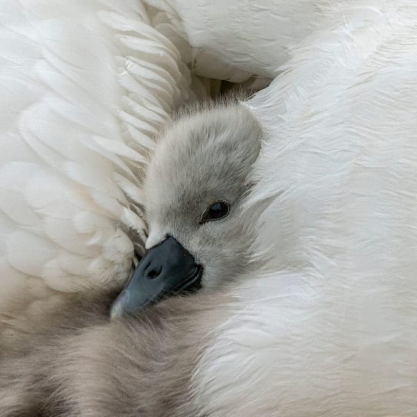 CHARLOTTE FRÖLING, The Swan No. 12, 2022