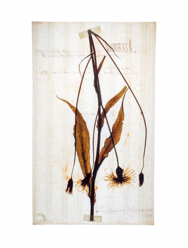 LENA GRANEFELT, Scorzonera hispanica, 2023