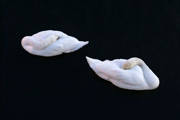 CHARLOTTE FRÖLING, The Swan No. 1, 2022