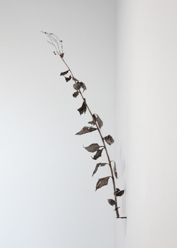 Johanna Karlsson, Växt II / Plant II, 2025