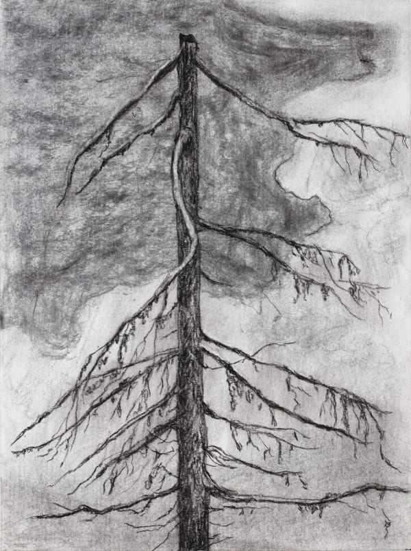 Jeff Olsson, Trädstudie II / Tree Study II, 2025