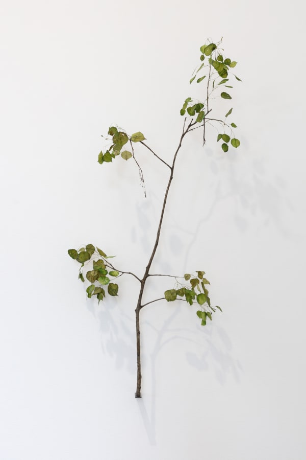 Johanna Karlsson, Gren / Branch, 2025