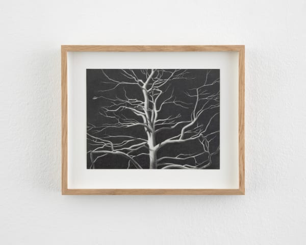 Carl Hammoud, Tree, 2024