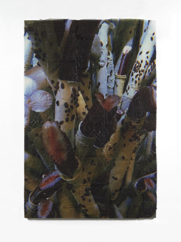 Hugh Scott-Douglas Natural History, 2019
