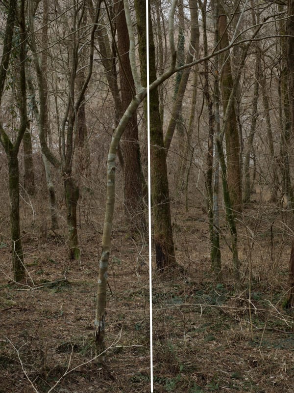 Untitled from the series Wilder