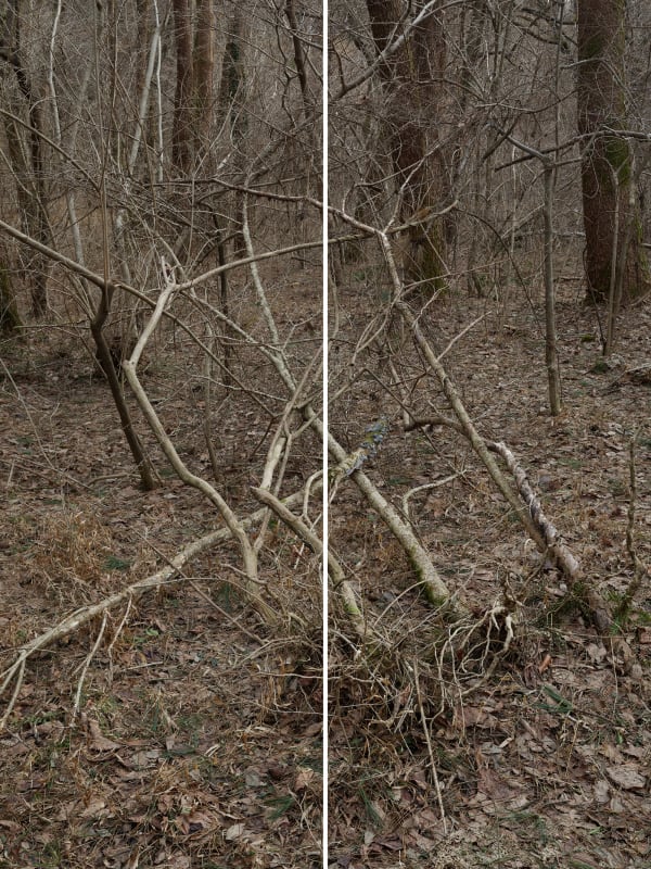 Heeseung Chung Untitled from the series Wilder, 2025 archival pigment print on Diabond in custom aluminum frame 220 x 165 cm overall 220 x 82.5 cm each panel, total 2 panels Edition of 3 plus 2 artist's proofs (Edition record)