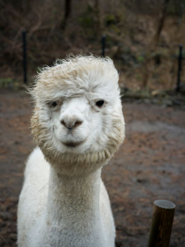 Heeseung Chung Untitled from the series Faraway, so close, 2025 archival pigment print 72 x 54 cm Edition of 5 + 2AP (Edition record)