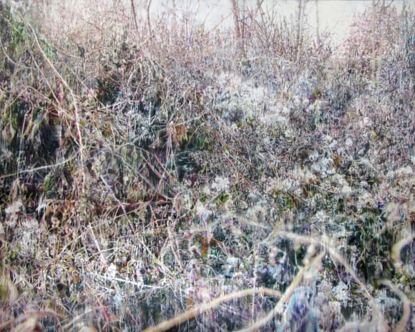 Dry Plant-18020