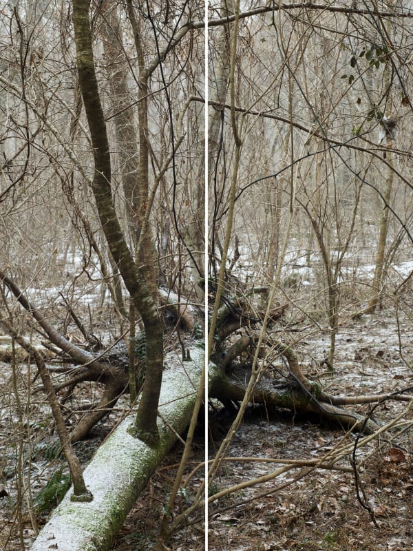 Heeseung Chung Untitled from the series Wilder, 2025 archival pigment print on Diabond in custom aluminum frame 221 x 168 x 5 cm overall 221 x 83.5 x 5 cm each panel, total 2 panels Edition of 3 plus 2 artist's proofs (Edition record)