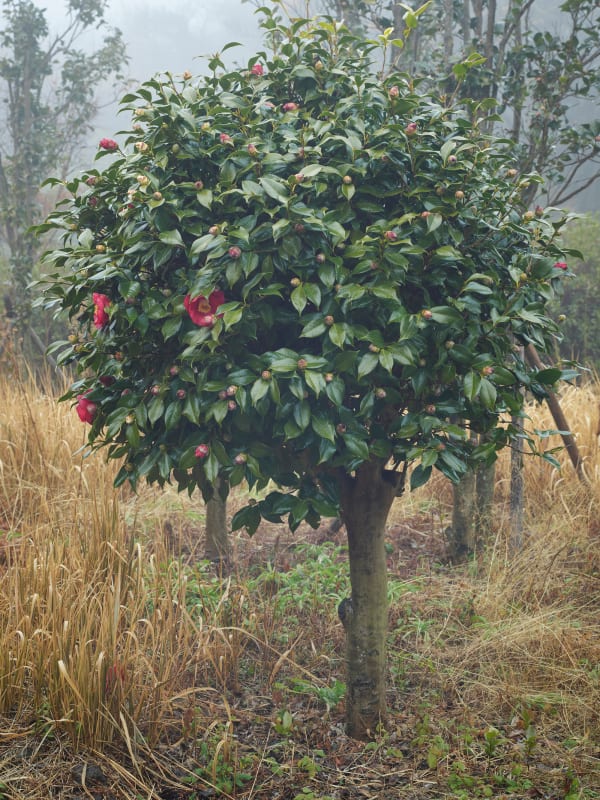 Untitled from the series, Faraway, so close