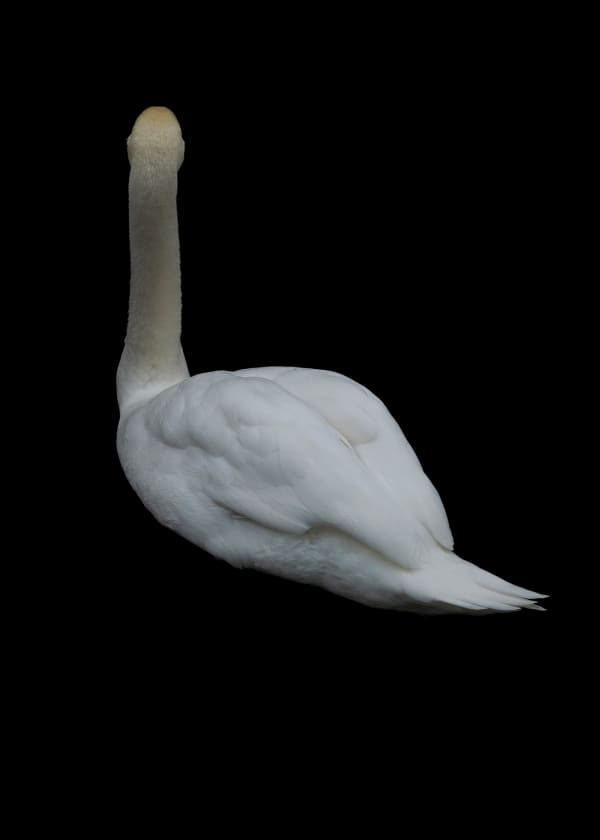 Heeseung Chung Untitled from the series, Faraway, so close , 2025 archival pigment print 105 x 75 cm 107 x 76.5 x 4 cm framed Edition of 5 + 2AP