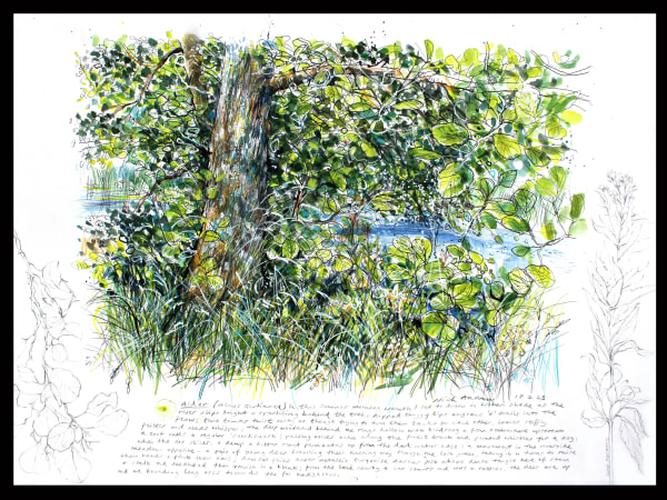 Nick Andrew, Alnus Glutinosa 180723, 2023