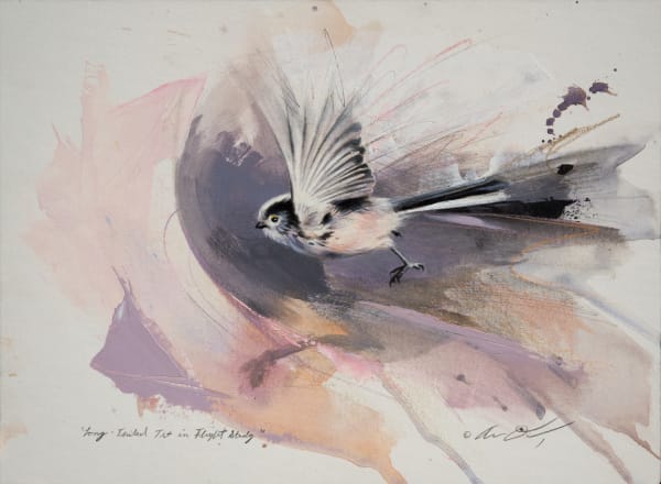 Andrew Denman, Long Tailed Tit in Flight Study