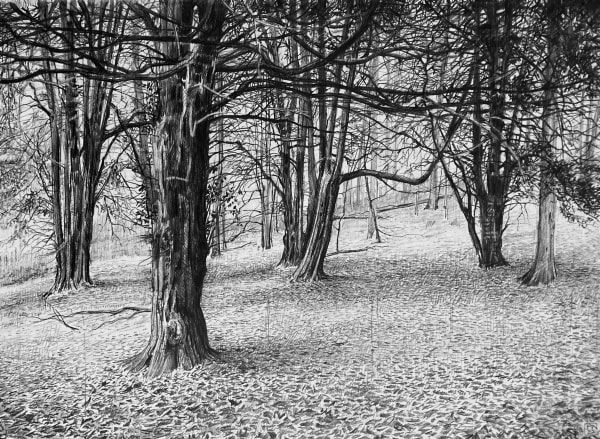 Paul Newman, Yew Grove, Hanover Wood, Somerset/Dorset Border
