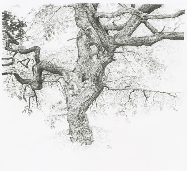 Paul Newman, Queen of the Woods, 2017