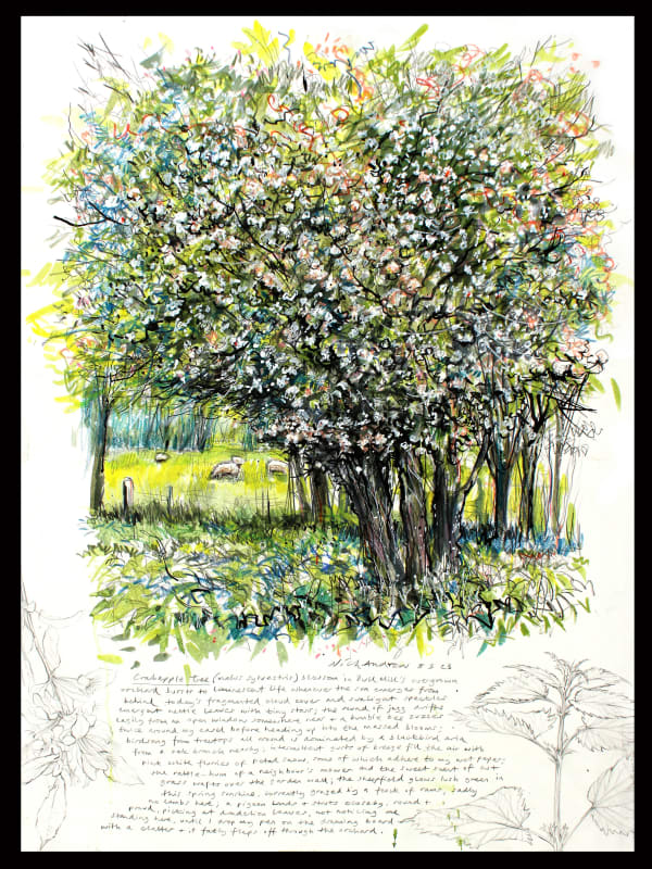 Nick Andrew, Malus Sylvestris 080523, 2023