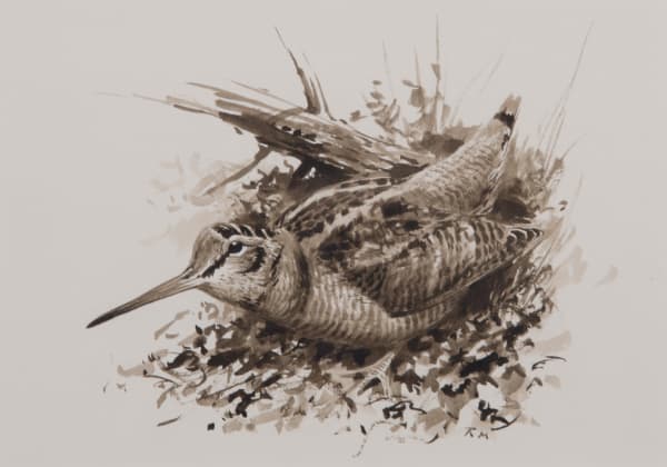 Rodger McPhail, Woodcock Walking