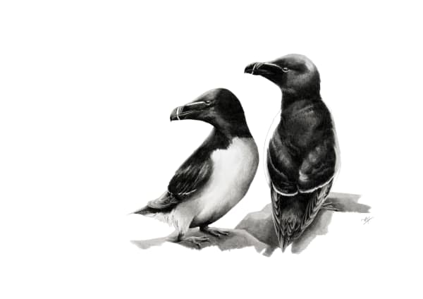 Katy Harrald, Steadfast Observers