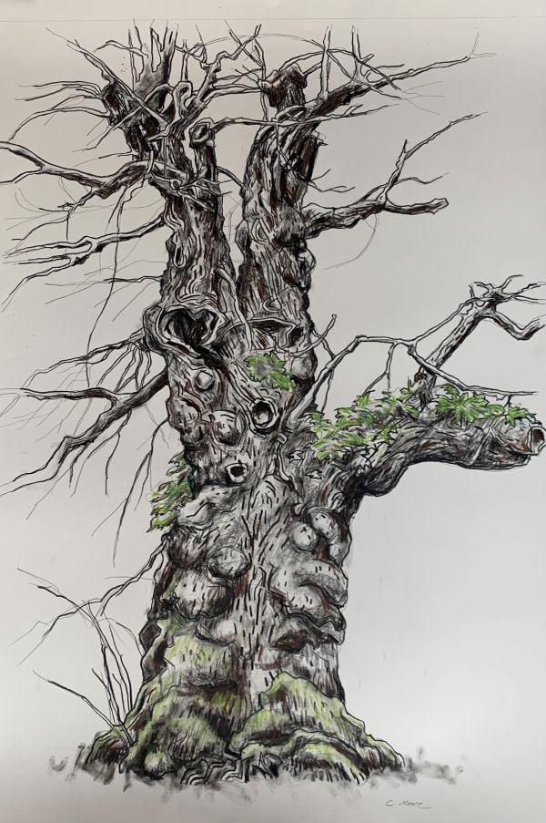 Colin Moore, Ancient Oak I, 2023