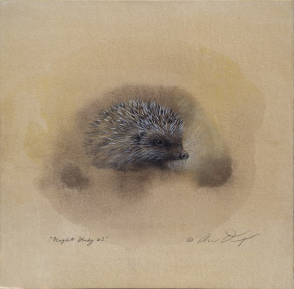Andrew Denman, Hoglet Study #1