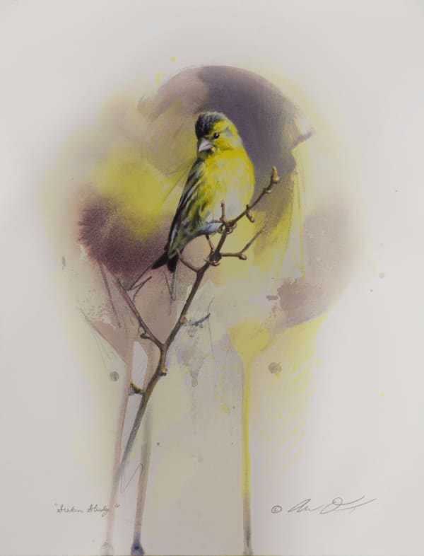 Andrew Denman, Siskin Study