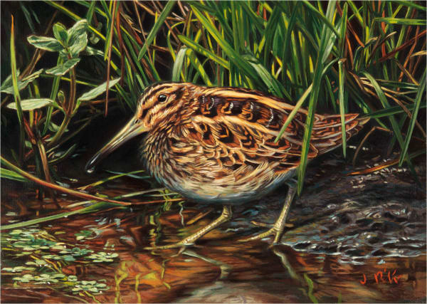 Jonathan Pointer, Jack Snipe