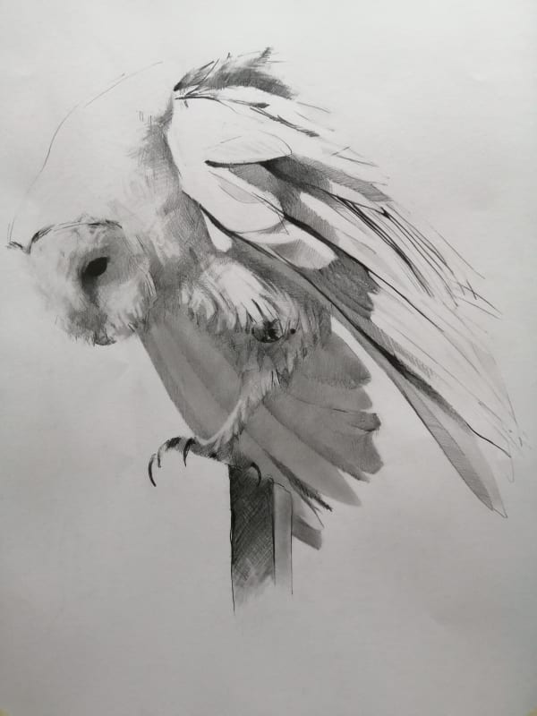 Adam Roud, Barn Owl 2