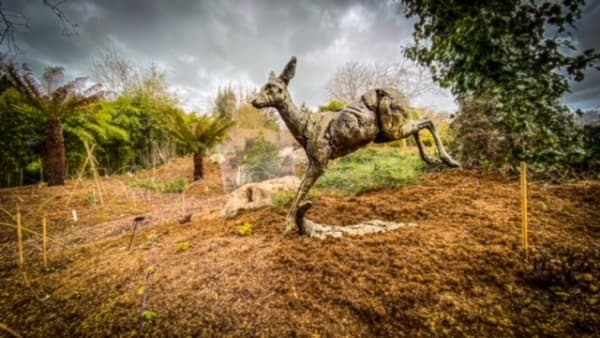 Fred Gordon, Roe Deer