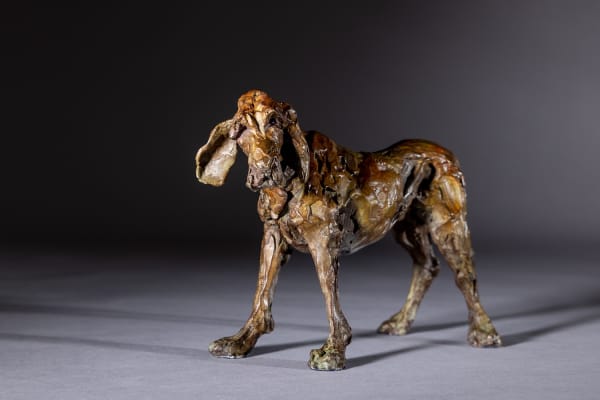 Jane Shaw, Special Fella, Italian Spinone