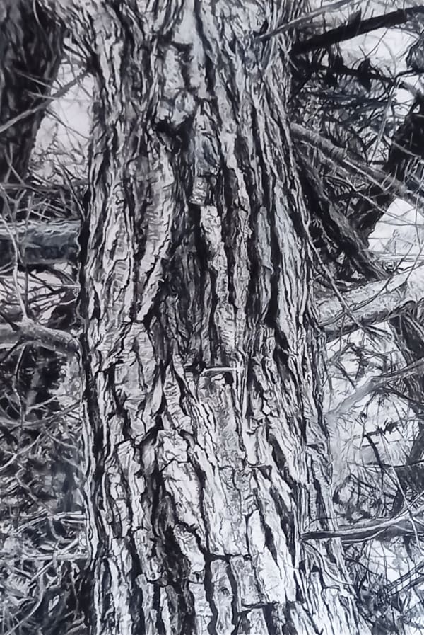 Kevin Tole, Monterey Pine Trunk