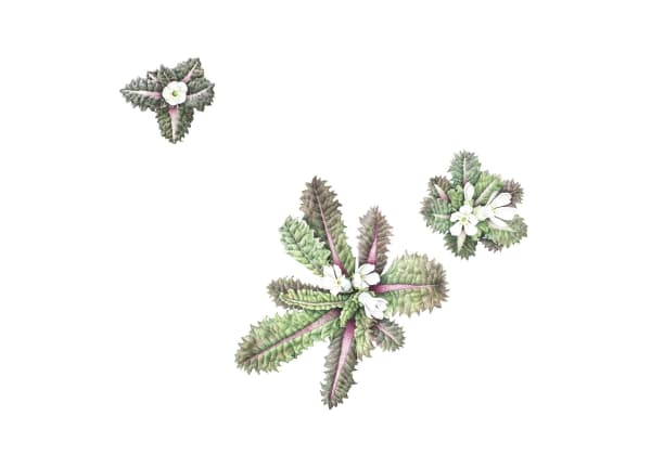 Christine Battle, Primula hookeri (Hooker’s Primrose)