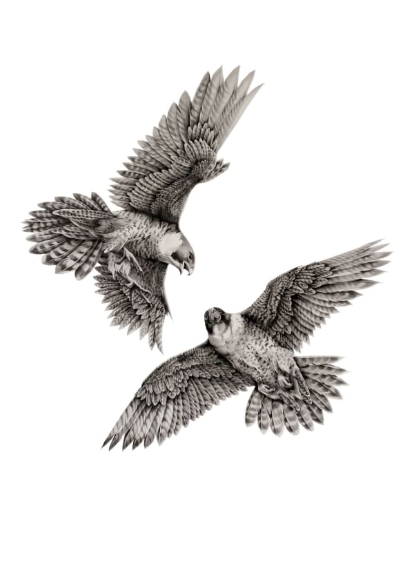 Katy Harrald, A Pair Of Peregrines