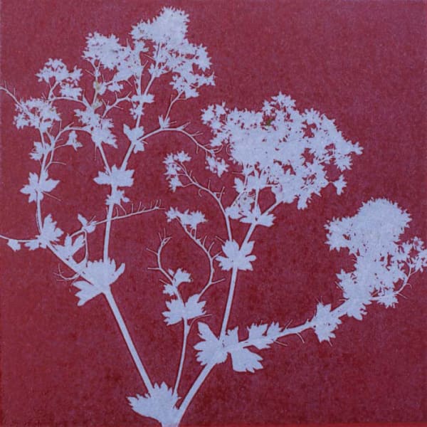 Robin Moorcroft, Floral 1