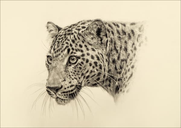 Jonathan Pointer, Leopard