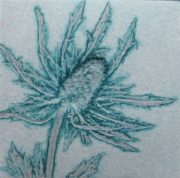 Robin Moorcroft, Eryngium