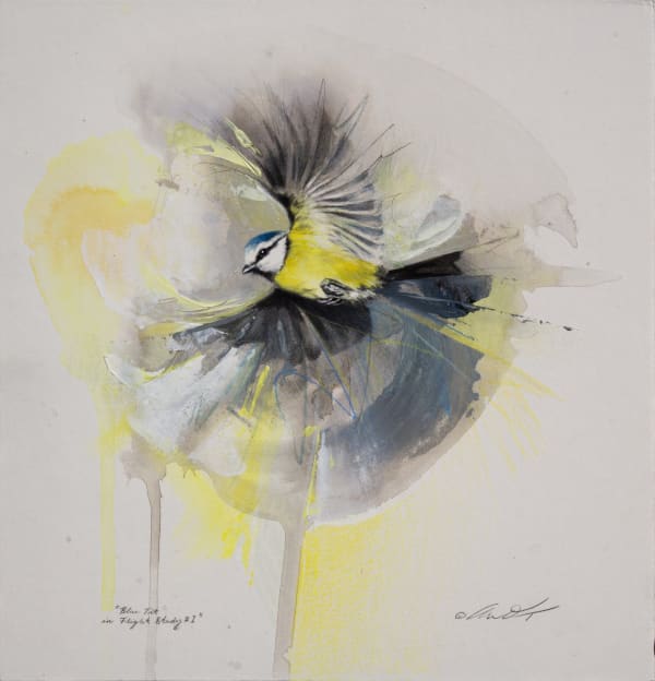 Andrew Denman, Blue Tit in Flight Study #1