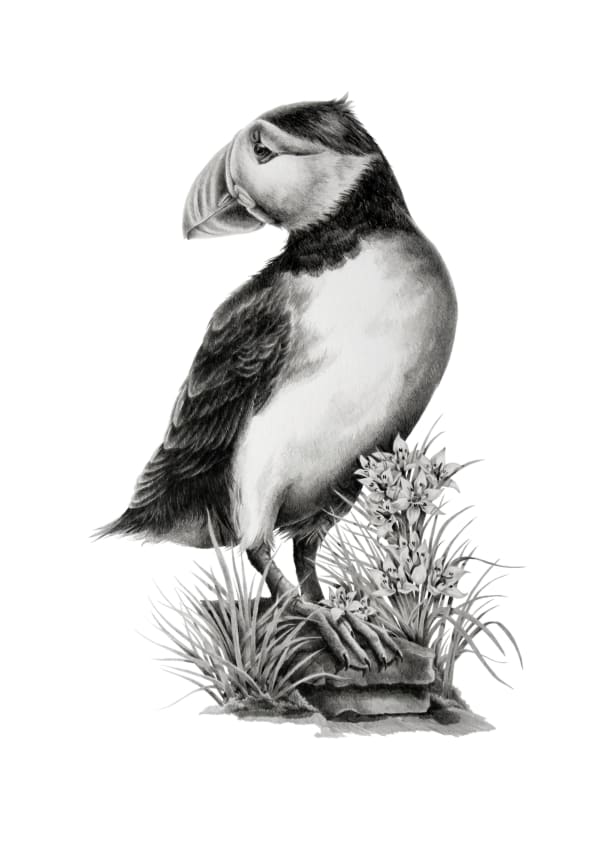 Katy Harrald, Amongst The Spring Squill